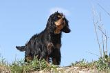 CAVALIER KING CHARLES 188